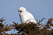 Snowy Owl, Nyctea scandiaca