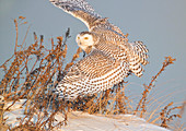 Snowy Owl, Nyctea scandiaca