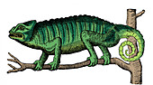 Chameleon, 16th Century