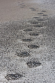 Elephant tracks