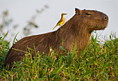 A Cattle tyrant perches on a Capybara