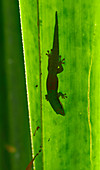 Lined Day Gecko