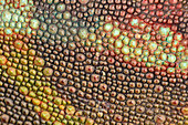 Leopard Chameleon skin