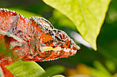 Panther Chameleon