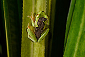 White-lipped Bright-eyed Frog