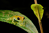 Green Bright-eyed Frog