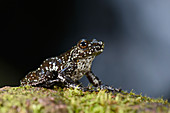 Dumeril's Madagascar Frog