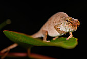 Nose-horned Chameleon
