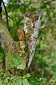 Camouflaged Gecko