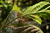 Juvenile Spiders in web