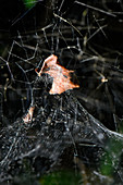 Tent-web Spider