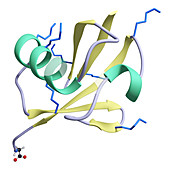 Ubiquitin, molecular model