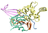 Ubiquitin-Specific Protease 7, molecular model