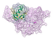 Ubiquitin Bonded to Ubiquitin-Specific Protease 7