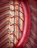 Artery of Adamkiewicz