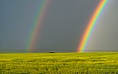 Double rainbow over canola field