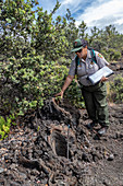 Invasive species prevention, Hawai'i Volcanoes National Park