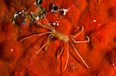 Spider Crab