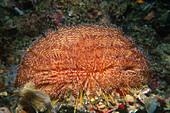 Toxic Sea Urchin