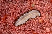 Confusing Flatworm