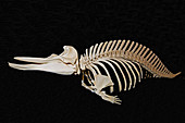Cuvier's Beaked Whale Skeleton