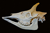 Okapi Skull