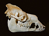 Dromedary Camel Skull