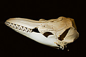 False Killer Whale Skull
