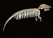 West Indian Manatee Baby Skeleton