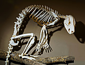 Matschies Tree Kangaroo Skeleton