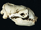 Steller Sea Lion,