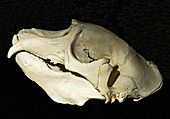 Northern Elephant Seal Skull