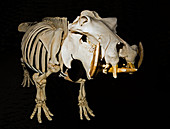 Hippopotamus Skeleton
