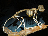 Brown Capuchin Monkey Skeleton