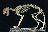Snow Leopard Skeleton