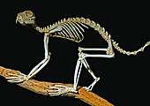 Black and White Ruffed Lemur Skeleton