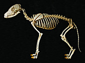 Black Tailed Jackel Skeleton