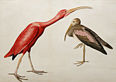 Audubon painting of Scarlet Ibis