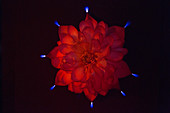 Corona Discharge of a Lotus Flower
