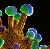 Marijuana, Cannabis sativa, SEM