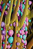 Marijuana Female Flower, SEM