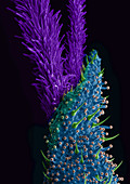 Marijuana Female Flower, SEM