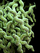 Drug-Resistant Campylobacter, 3D Model