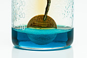 Copper penny reacts with nitric acid