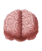 Brain, Frontal View, Illustration