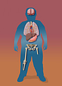 Health Effects of Childhood Obesity, Illustration