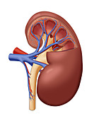 Healthy Kidney, Cutaway, Illustration