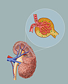 Chronic Kidney Disease and Glomerulus