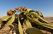 Welwitschia mirabilis in the Namib Desert