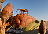 Pencil Bush, Namib Desert